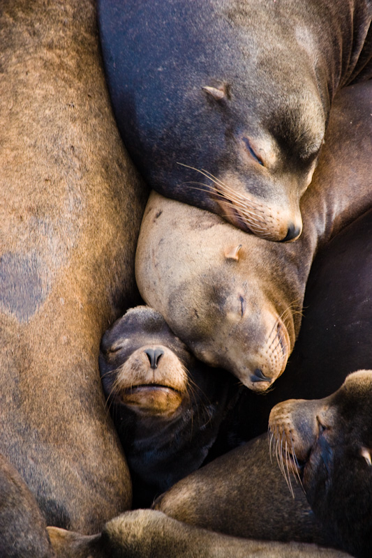 California Sealions